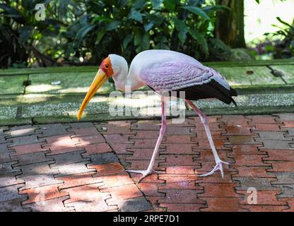 La cicogna dal becco giallo (Mycteria ibis), a volte chiamata anche cicogna di legno o ibis di legno a Kuala Lumpur, Malesia Foto Stock