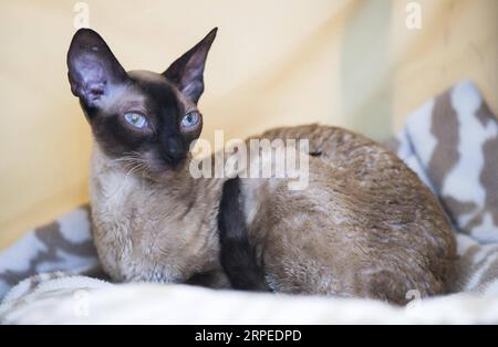 (190825) -- TORONTO, 25 agosto 2019 -- Un gatto domestico è visto durante il Cat Show della Canadian National Exhibition del 2019 a Toronto, Canada, il 25 agosto 2019. Più di 100 gatti domestici in tutto l'Ontario sono stati presentati in mostra e in gara domenica. (Foto di /Xinhua) CANADA-TORONTO-CAT SHOW ZouxZheng PUBLICATIONxNOTxINxCHN Foto Stock