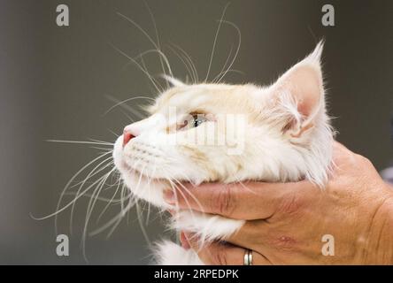 (190825) -- TORONTO, 25 agosto 2019 -- Un gatto domestico è visto durante il Cat Show della Canadian National Exhibition del 2019 a Toronto, Canada, il 25 agosto 2019. Più di 100 gatti domestici in tutto l'Ontario sono stati presentati in mostra e in gara domenica. (Foto di /Xinhua) CANADA-TORONTO-CAT SHOW ZouxZheng PUBLICATIONxNOTxINxCHN Foto Stock