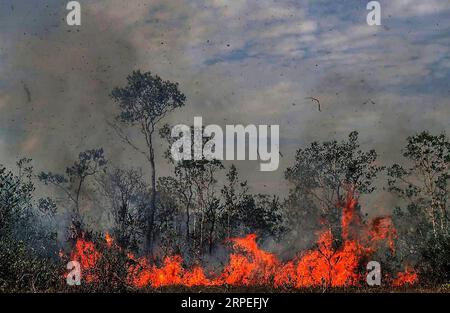 190828 -- MANICORE, Aug. 28, 2019 -- foto scattata il 26 agosto 2019 mostra un incendio che consuma alberi a Manicore, lo stato di Amazonas, Brasile. BRASILE OUT Gabriela Biro/Agencia Estado/Handout via Xinhua BRAZIL-MANICORE-AMAZON-FIRE AE PUBLICATIONxNOTxINxCHN Foto Stock