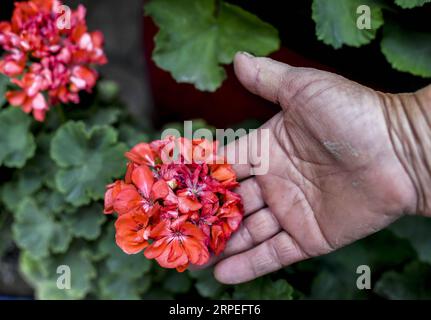 (190828) -- KASHGAR, agosto 28, 2019 -- Salima Sultan controlla la crescita dei fiori in casa nel villaggio di Qianjin a Kashgar, regione autonoma di Xinjiang Uygur della Cina nord-occidentale, 18 agosto 2019. Abitazioni circondate da una fioritura profumata in profusione, case ben organizzate e vicoli dall'aspetto pulito, alberi vari che fiancheggiano le strade dove i bambini si divertono, la scena pastorale può essere vista ovunque nel villaggio di Qianjin. La bellezza idilliaca del villaggio di Qianjin deriva dalla sua fioritura economica, in cui Salima Sultan è un pioniere. Salima, un abitante di 60 anni, sviluppò la passione Foto Stock