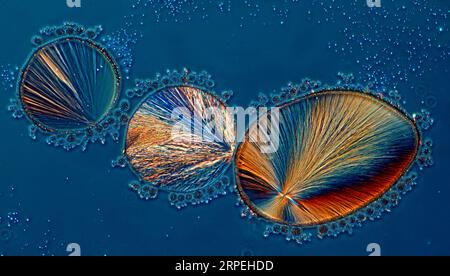 L'immagine presenta zolfo cristallizzato, fotografato attraverso il microscopio in luce polarizzata con un ingrandimento di 100X. Foto Stock