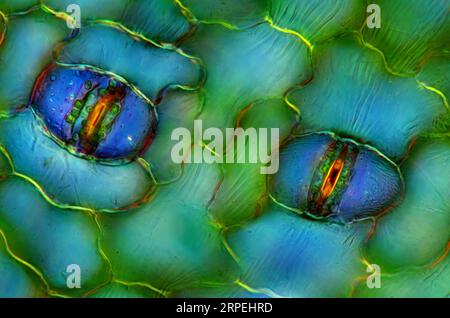 L'immagine presenta stomata nell'epidermide delle foglie di Spathiphyllum, fotografata attraverso il microscopio in luce polarizzata con un ingrandimento di 400X Foto Stock