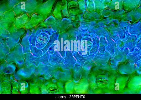 L'immagine presenta stomata nell'epidermide delle foglie di Spathiphyllum, fotografata attraverso il microscopio in luce polarizzata con un ingrandimento di 100X Foto Stock