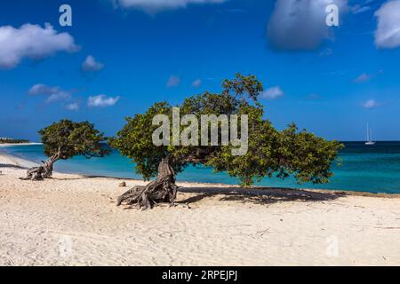 Famosi alberi di Fofoti (Conocarpus erectus) sulla spiaggia di Eagle ad Aruba. Blu vivo e verde smeraldo dell'oceano con barca a vela sullo sfondo. Cielo nuvoloso blu. Foto Stock