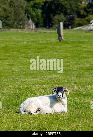 Pecore sdraiate di fronte a Nether Largie in piedi in pietra in campo, Kilmartin Glen, Argyll, Scozia, Regno Unito Foto Stock