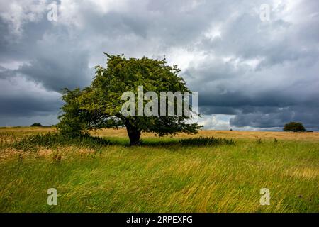 Cielo tempestoso e alberi a Middleton Moor vicino a Wirksworth, vicino all'High Peak Trail nel Derbyshire Dales Peak District Inghilterra UK Foto Stock