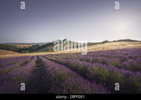 Campo di lavanda in Toscana. Paesaggio al tramonto a Orciano Pisano, provincia di Pisa, Italia Foto Stock