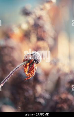 Dead Black eyed Susan o Rudbeckia Hirta Flowers Frozen with Winter Frost. Messa a fuoco estremamente selettiva con sfondo e primo piano sfocati. Foto Stock