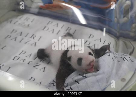 (190910) -- BRUGELETTE, 10 settembre 2019 -- foto scattata il 9 settembre 2019 mostra il cucciolo maschio del panda Hao Hao allo zoo Pairi Daiza di Brugelette, Belgio. Qui si è tenuta un'attività per celebrare il compleanno di un mese dei cuccioli di panda gemelli, nati l'8 agosto. Sia il cucciolo che il cucciolo sono ora in ottime condizioni di salute, secondo Pairi Daiza, uno zoo di Brugelette nella provincia di Hainaut nel Belgio occidentale. ) BELGIO-BRUGELETTE-PANDA CUBS-ONE MONTH ZHANGXCHENG PUBLICATIONXNOTXINXCHN Foto Stock