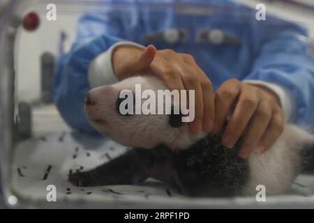 (190910) -- BRUGELETTE, 10 settembre 2019 -- Un custode si prende cura del cucciolo maschio del panda Hao Hao allo zoo Pairi Daiza di Brugelette, Belgio, 9 settembre 2019. Qui si è tenuta un'attività per celebrare il compleanno di un mese dei cuccioli di panda gemelli, nati l'8 agosto. Sia il cucciolo che il cucciolo sono ora in ottime condizioni di salute, secondo Pairi Daiza, uno zoo di Brugelette nella provincia di Hainaut nel Belgio occidentale. ) BELGIO-BRUGELETTE-PANDA CUBS-ONE MONTH ZHANGXCHENG PUBLICATIONXNOTXINXCHN Foto Stock