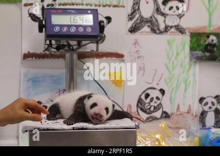 (190910) -- BRUGELETTE, 10 settembre 2019 -- foto scattata il 9 settembre 2019 mostra il cucciolo maschio del panda Hao Hao allo zoo Pairi Daiza di Brugelette, Belgio. Qui si è tenuta un'attività per celebrare il compleanno di un mese dei cuccioli di panda gemelli, nati l'8 agosto. Sia il cucciolo che il cucciolo sono ora in ottime condizioni di salute, secondo Pairi Daiza, uno zoo di Brugelette nella provincia di Hainaut nel Belgio occidentale. ) BELGIO-BRUGELETTE-PANDA CUBS-ONE MONTH ZHANGXCHENG PUBLICATIONXNOTXINXCHN Foto Stock