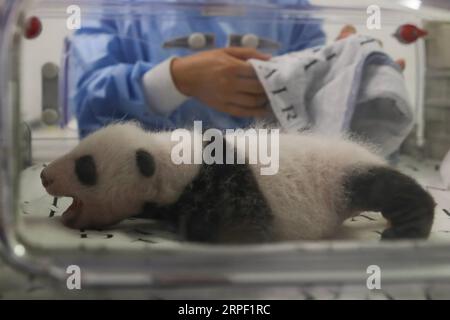 (190910) -- BRUGELETTE, 10 settembre 2019 -- foto scattata il 9 settembre 2019 mostra il cucciolo maschio del panda Hao Hao allo zoo Pairi Daiza di Brugelette, Belgio. Qui si è tenuta un'attività per celebrare il compleanno di un mese dei cuccioli di panda gemelli, nati l'8 agosto. Sia il cucciolo che il cucciolo sono ora in ottime condizioni di salute, secondo Pairi Daiza, uno zoo di Brugelette nella provincia di Hainaut nel Belgio occidentale. ) BELGIO-BRUGELETTE-PANDA CUBS-ONE MONTH ZHANGXCHENG PUBLICATIONXNOTXINXCHN Foto Stock