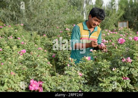 (190910) -- URUMQI, 10 settembre 2019 -- Un agricoltore raccoglie rose nell'Aral Township di Hotan, regione autonoma di Xinjiang Uygur, Cina nord-occidentale, 2 settembre 2019. Molti abitanti locali dello Xinjiang si sono liberati dalla povertà attraverso piantagioni e allevamenti di bestiame. Negli ultimi cinque anni, circa 1,89 milioni di persone a Kashgar, Hotan, Aksu e Kizilsu Kirgiz hanno sconvolto la povertà, riducendo il rapporto tra l'organico e la povertà dal 29,1 al 10,9% nelle quattro prefetture dello Xinjiang meridionale. CHINA-XINJIANG-RIDUZIONE DELLA POVERTÀ (CN) DingxLei PUBLICATIONxNOTxINxCHN Foto Stock