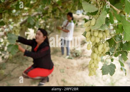 (190910) -- URUMQI, 10 settembre 2019 -- gli agricoltori raccolgono uva nella Langgar Township of Hotan, regione autonoma dello Xinjiang Uygur della Cina nordoccidentale, 3 settembre 2019. Molti abitanti locali dello Xinjiang si sono liberati dalla povertà attraverso piantagioni e allevamenti di bestiame. Negli ultimi cinque anni, circa 1,89 milioni di persone a Kashgar, Hotan, Aksu e Kizilsu Kirgiz hanno sconvolto la povertà, riducendo il rapporto tra l'organico e la povertà dal 29,1 al 10,9% nelle quattro prefetture dello Xinjiang meridionale. CHINA-XINJIANG-RIDUZIONE DELLA POVERTÀ (CN) DingxLei PUBLICATIONxNOTxINxCHN Foto Stock