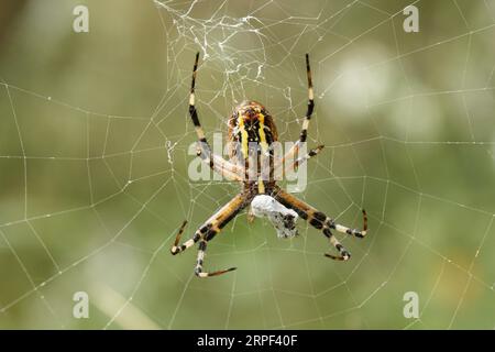 Argiope bruennichi ragno nella sua ragnatela divora la preda dopo averla avvolta con seta. Foto Stock