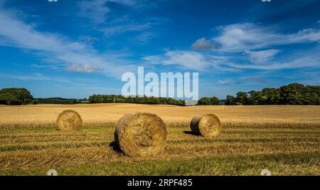 Balle di paglia in un campo durante il raccolto nel South Lanarkshire, in Scozia Foto Stock