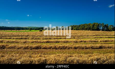 Balle di paglia in un campo durante il raccolto nel South Lanarkshire, in Scozia Foto Stock