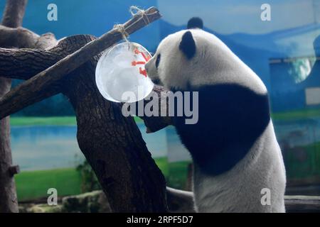 (190913) -- TAIPEI, 13 settembre 2019 -- il panda gigante Yuanzai assaggia un pezzo di ghiaccio a forma di torta lunare allo zoo di Taipei a Taipei, nel sud-est della Cina, 13 settembre 2019. Le torte lunari e la frutta e la verdura spiedata sono state preparate appositamente dallo staff dello zoo di Taipei per i panda giganti per celebrare il Festival di metà autunno. ) CHINA-TAIPEI-GIANT PANDAS-MID-AUTUMN FESTIVAL (CN) CHENXBIN PUBLICATIONXNOTXINXCHN Foto Stock