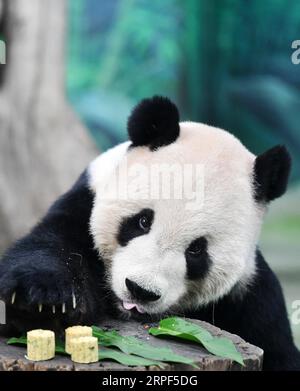 News Bilder des Tages (190913) -- TAIPEI, 13 settembre 2019 -- il panda gigante Tuantuan assaggia le torte lunari appositamente fatte allo zoo di Taipei a Taipei, nel sud-est della Cina, 13 settembre 2019. Le torte lunari e la frutta e la verdura spiedata sono state preparate appositamente dallo staff dello zoo di Taipei per i panda giganti per celebrare il Festival di metà autunno. ) CHINA-TAIPEI-GIANT PANDAS-MID-AUTUMN FESTIVAL (CN) CHENXBIN PUBLICATIONXNOTXINXCHN Foto Stock