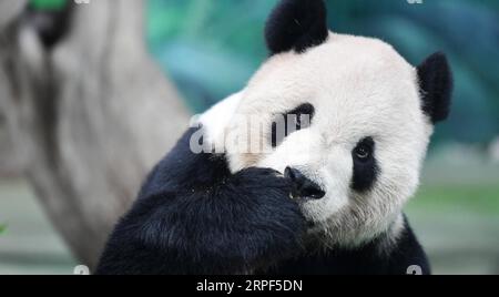 (190913) -- TAIPEI, 13 settembre 2019 -- il panda gigante Tuantuan assaggia le torte lunari appositamente preparate allo zoo di Taipei a Taipei, nel sud-est della Cina, 13 settembre 2019. Le torte lunari e la frutta e la verdura spiedata sono state preparate appositamente dallo staff dello zoo di Taipei per i panda giganti per celebrare il Festival di metà autunno. ) CHINA-TAIPEI-GIANT PANDAS-MID-AUTUMN FESTIVAL (CN) CHENXBIN PUBLICATIONXNOTXINXCHN Foto Stock