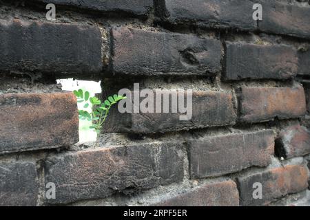 Una pianta sta crescendo in un buco su un muro di mattoni. Foto Stock