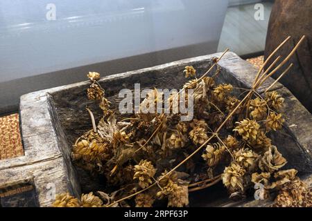 Fiori di luppolo secchi giacevano in un vassoio di legno, foto ravvicinata Foto Stock