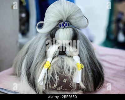 Entertainment Bilder des Tages (190914) -- MARIKINA CITY, 14 settembre 2019 (Xinhua) -- Un cane Shih Tzu è curato durante l'All-Breed Championship Dog Show a Marikina City, Filippine, 14 settembre 2019. Centinaia di cani di varie razze hanno partecipato all'All-Breed Championship Dog Show. (Xinhua/Rouelle Umali) FILIPPINE-MARIKINA CITY-DOG SHOW PUBLICATIONxNOTxINxCHN Foto Stock