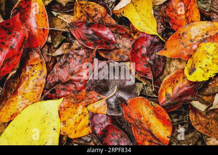 Coloratissime foglie autunnali cadute sullo sfondo di una foresta bagnata dalla rugiada mattutina. Foto Stock