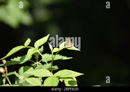 Speckled Wood Butterfly (Pararge aegeria) appollaiato su una foglia di ortica nel sole, a destra, a metà immagine, scattata nel Regno Unito a settembre Foto Stock