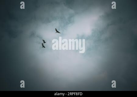 Tre aironi che volano in cielo Foto Stock