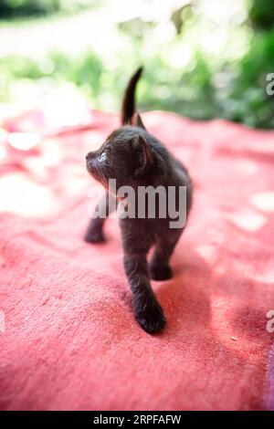 Gattino nero su coperta rossa nel pomeriggio nel cortile di una casa rurale. Foto Stock