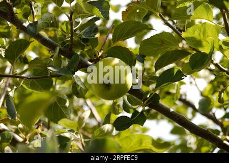 Mela verde nel paesaggio in un melo Foto Stock