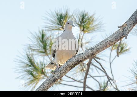 Una colomba eurasiatica (Streptopelia decaocto) illuminata dal sole nascente si trova su un ramo d'albero. Foto Stock