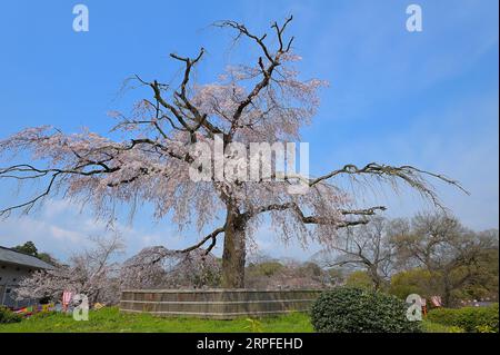 Il ciliegio piangente di Gion (piantato nel 1949) è il punto di riferimento e un importante punto d'incontro durante la stagione dei fiori di ciliegio nel Parco Maruyama, Kyoto JP Foto Stock