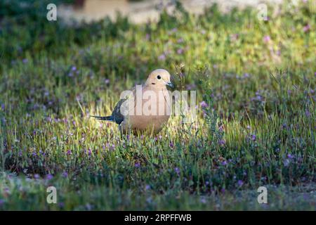 Una colomba in lutto (Zenaida macroura) cerca cibo sul terreno all'alba. Foto Stock