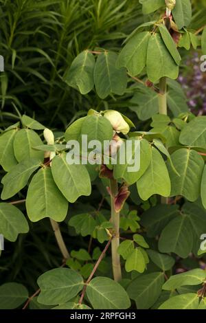 Amicia zygomeris. amicia con foglie di giogo. Fabaceae, originaria del Messico Foto Stock