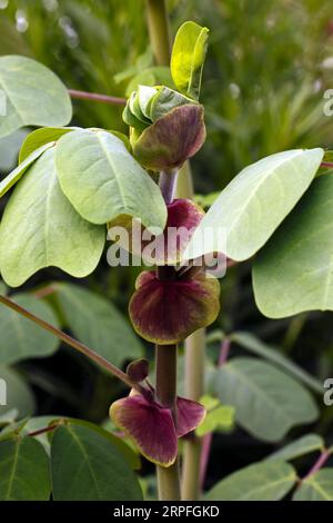 Amicia zygomeris. amicia con foglie di giogo. Fabaceae, originaria del Messico Foto Stock