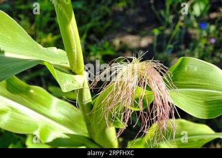 Primo piano della fibra di seta di mais su un emergente pannocchia di mais dolce a fine estate Foto Stock