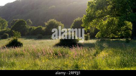 Regno Unito, Inghilterra, Surrey, Surrey Hills Tillingbourne Valley Foto Stock