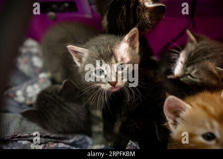 I piccoli gattini vengono gettati via nel cesto . Animali randagi Foto Stock