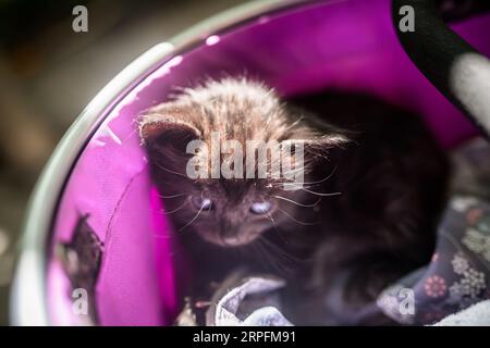 Un gattino con lunghe ciglia. Gattino nero randagio tra gli stracci Foto Stock