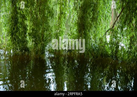 sfondo estivo: rami di salice verde si bagnano in acque calme del lago Foto Stock