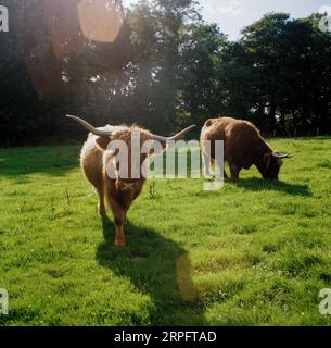 Highland Cattle, parco a tema Woodland Family Holiday, Totnes, Devon, Inghilterra, Regno Unito. Foto Stock