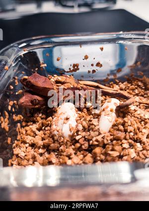 il mio bellissimo geco crestato Foto Stock