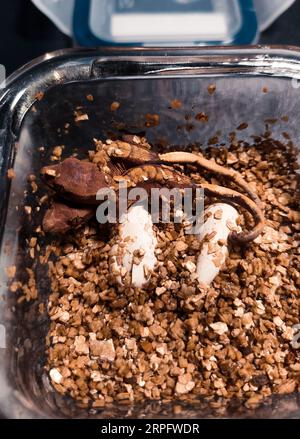 il mio bellissimo geco crestato Foto Stock