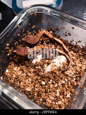 il mio bellissimo geco crestato Foto Stock