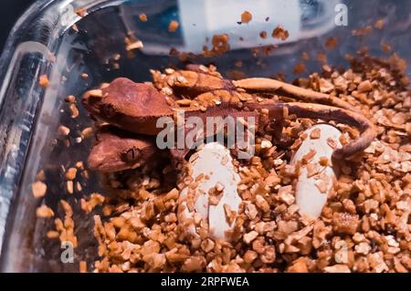 il mio bellissimo geco crestato Foto Stock