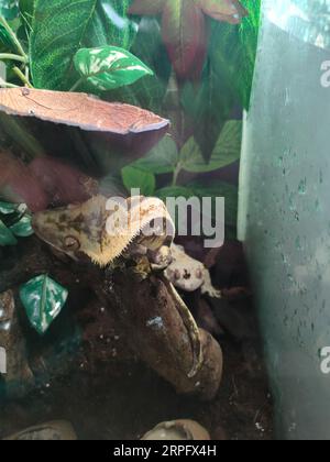 il mio bellissimo geco crestato Foto Stock