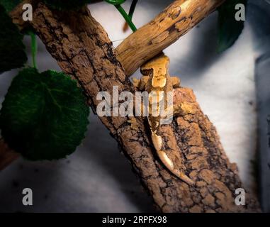 il mio bellissimo geco crestato Foto Stock